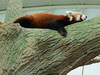 Red Panda