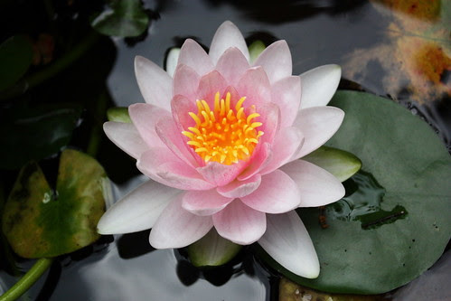 Bunga Teratai Antony Lo Flickr Bunga Teratai Antony Lo Flickr