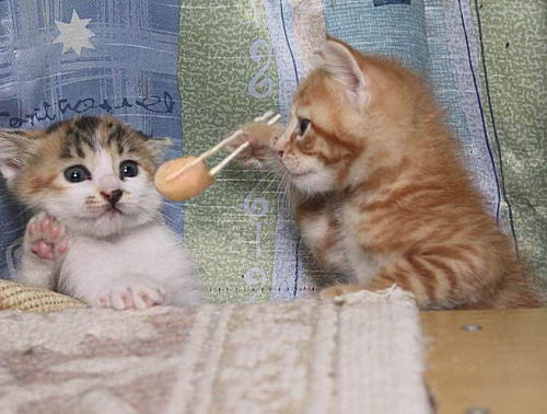 奪う 見込み 迫害 面白 猫 の 画像 Smerfspecialmarkets Com