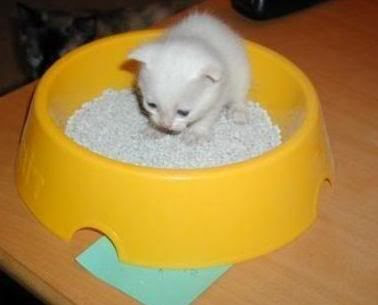 fun mini cat