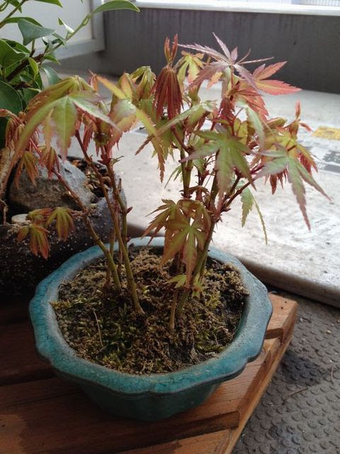 もみじ盆栽の育て方 剪定や水やり 観葉植物ブログ緑組 植物の育て方