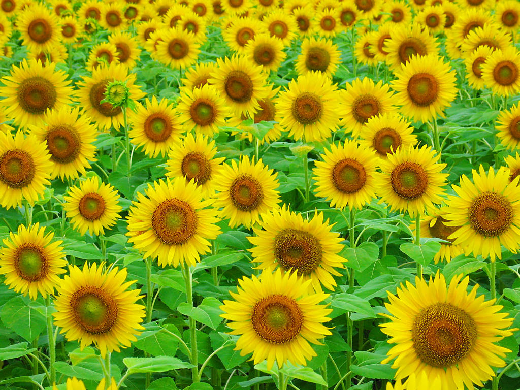 ひまわり畑 ひまわりの花 壁紙写真 四季の彩り壁紙写真集