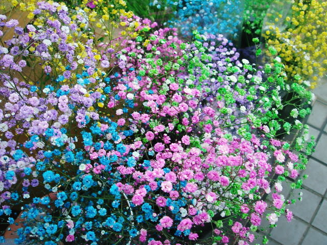 花一番日記 カラーのかすみ草