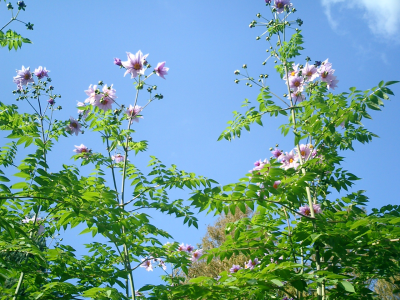 竹のようなコウテイダリア