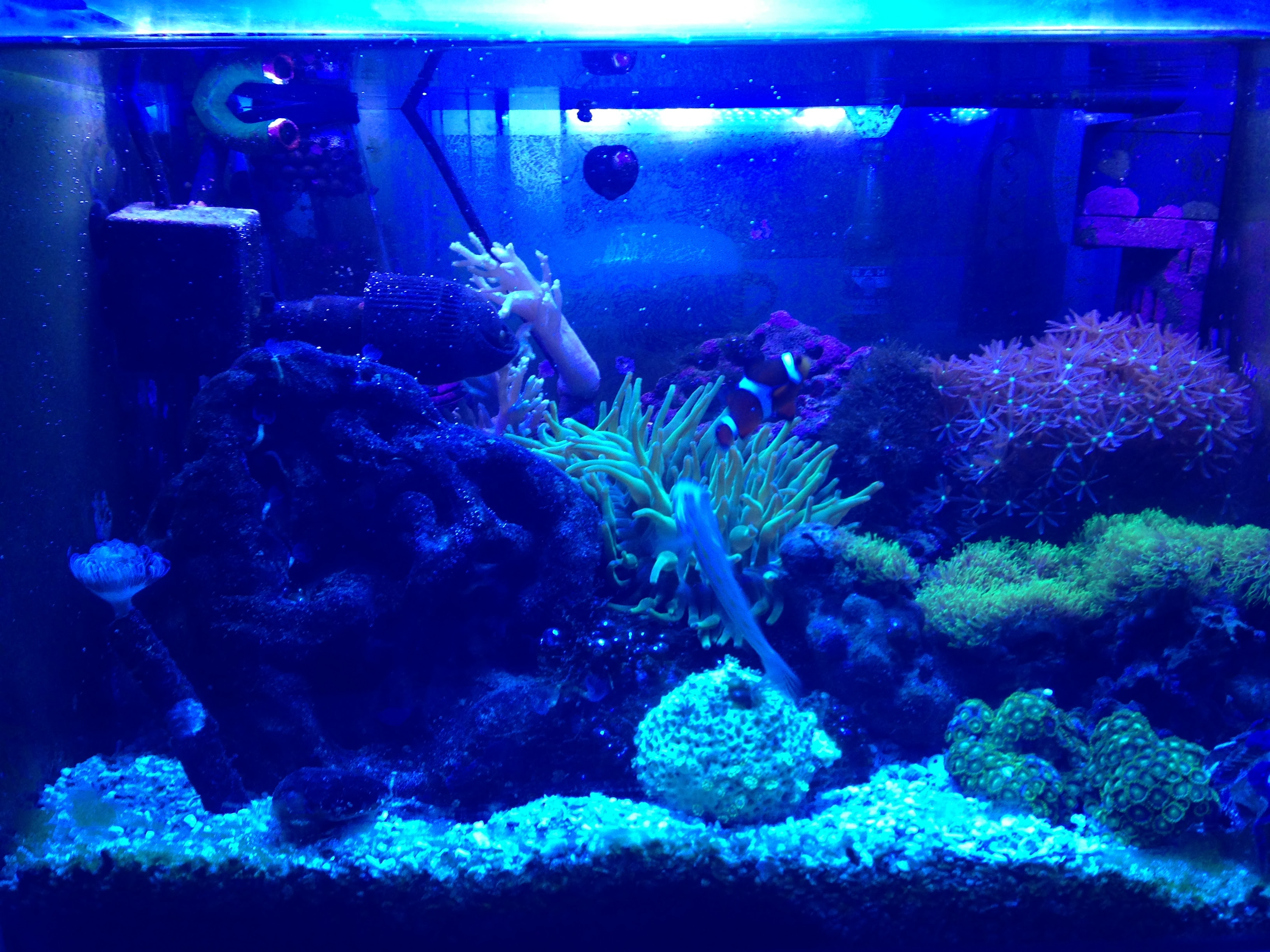 海なし県からの挑戦状 海水魚 サンゴ 飼育 海辺に住みたい設計士