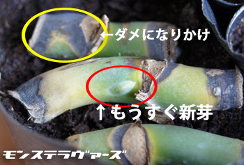 茎伏せ モンステラヴァーズ