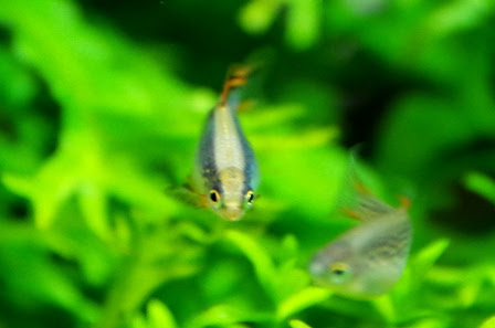 45f 水深16cmの水草水槽 生体 45f