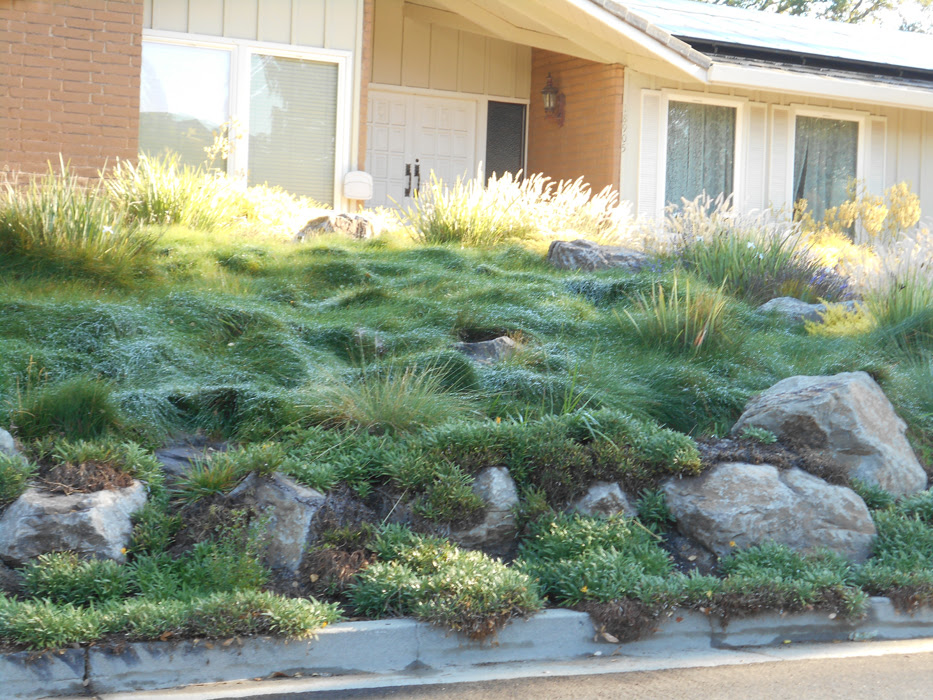 Landscaping Ideas San Francisco Bay Area - Native Plants ...