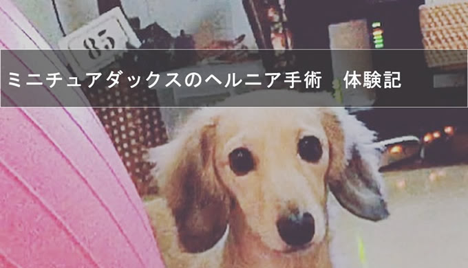 ミニチュアダックスフンドのヘルニア