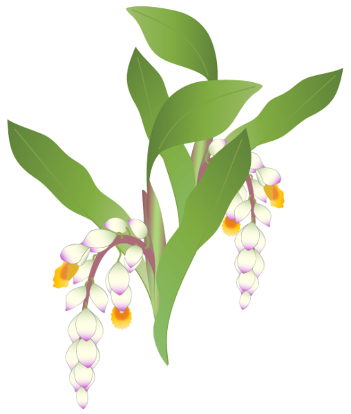 沖縄素材 ふでこや 無料イラスト