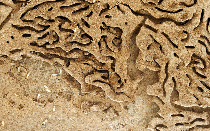 Termite Damage Attorney | Cardillo Law Firm