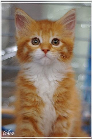 Chaton Roux