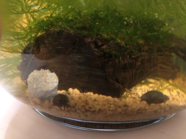 タニシを飼っているわけではないのですが 加藤田整形外科医院 福岡県筑後市大字熊野