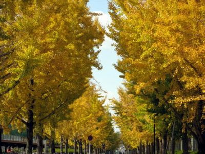 ヤッホー 岡山 ご案内 紅葉の名所