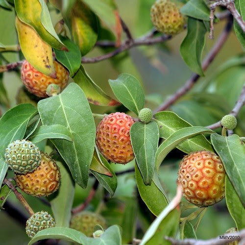 y el otoño... cerca