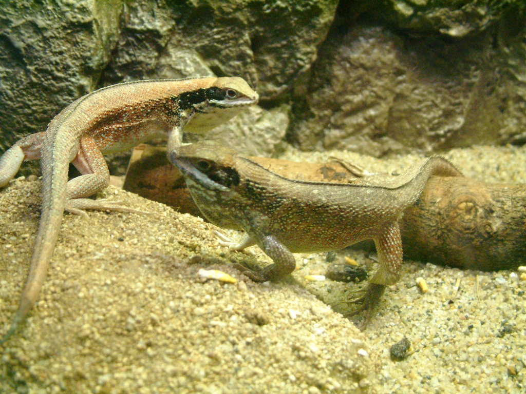 キューバンブラウンアノール 動物図鑑 動物写真のホームページ