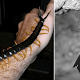 Amazonian Giant Centipede, Scolopendra Gigantea Stock Photos And Images Agefotostock - It can be found in various places throughout south america and the caribbean, where it preys on a variety of animals including insects, other.
