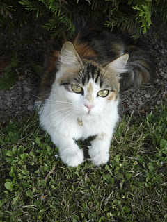 ねこ ストラスブールの美しい三毛猫 の待ち受け画像 壁紙 動物 パラダイス