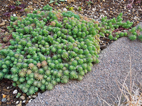 庭に地植えのセダム 多肉植物