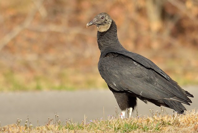 Turkey Vulture 2014-03-15a
