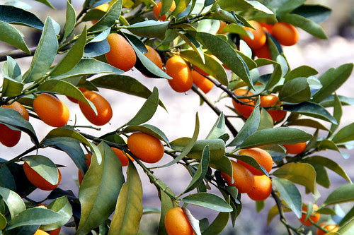 Kumquat, Kumquats, Kunquat, Cumquat, Naranjo enano, Naranja enana, Naranja japonesa