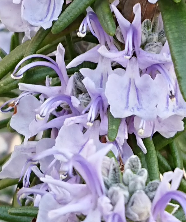 新しいコレクション つるむらさき 花 毒