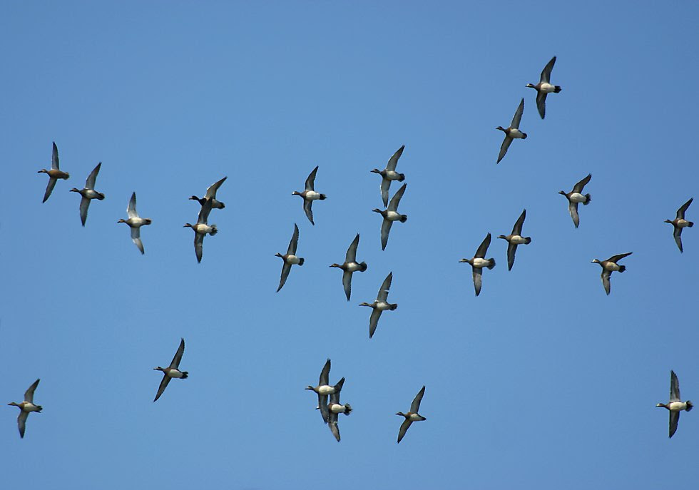 Fall and Winter are excellent times to see many different species of duck on 