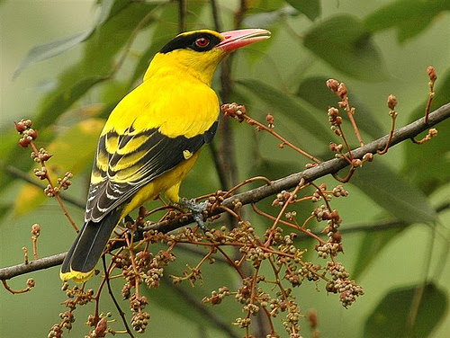 Burung Kepodang