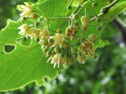 香る園内 百合が原公園