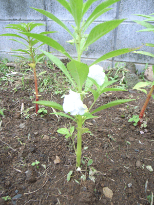 ホウセンカの花とｄｎａと突然変異 尾上 茂 の日記 おのログ 楽天ブログ