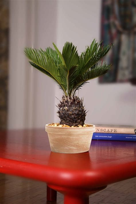 The spruce / anastasiia tretiak if you're looking to transport yourself to the beach—even if only in your mind—then you should co. Plants of Steel Collection from Costa Farms Offers