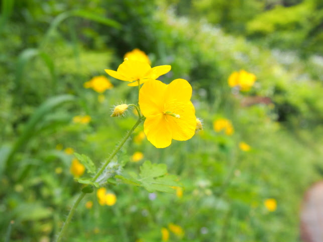 黄色の花図鑑