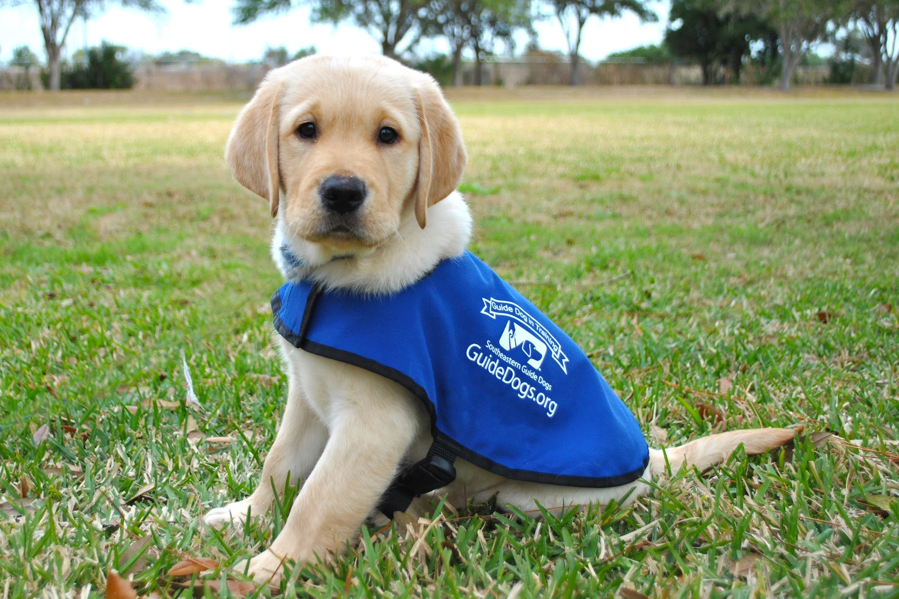 ... Hug ‘Em in Florida at Southeastern Guide Dogs! Global Travels Blog