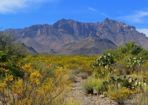 Chihuahuan Desert