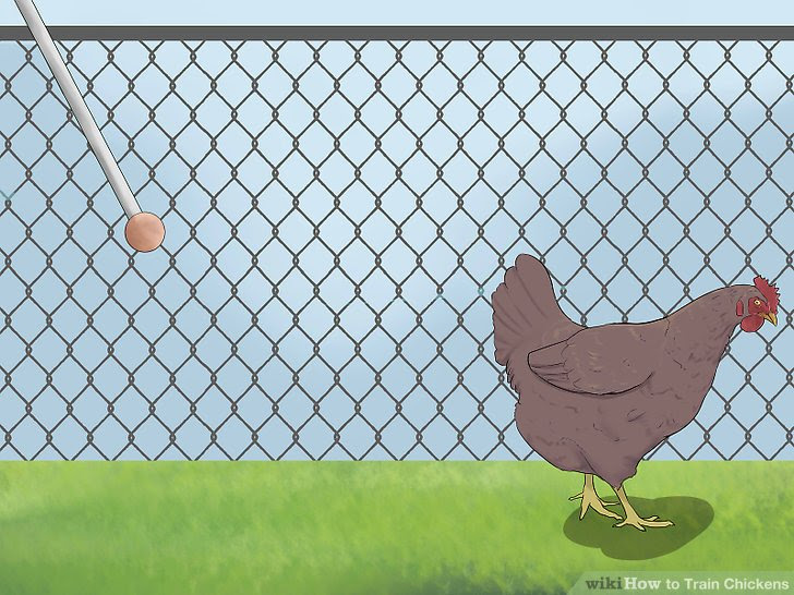 Train Chickens Step 14.jpg