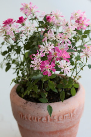 のんくり日和 レンゲローズ 八女津姫 が満開に