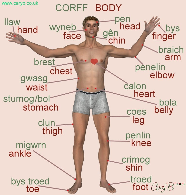 Free Parts Of The Body Download Free Parts Of The Body Png Images Free Cliparts On Clipart Library