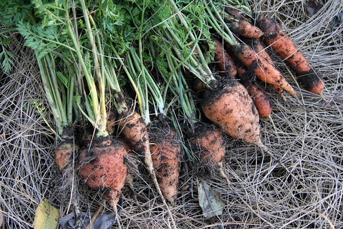 carrot harvest