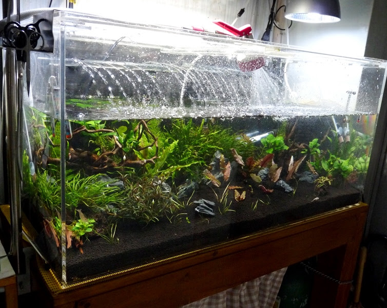 ９０ｃｍ水槽 リセットして１０日経過 換水中 ヒカリの国のアクア