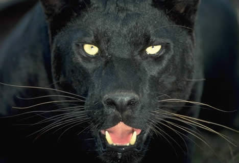 jaguar negro