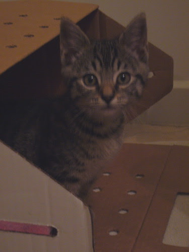 Hello Kitty!