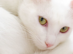 Chat Blanc Et La Couleur Blanche Chez Le Chat Tout Pour Mon Chat