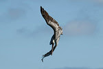 Brown Pelican of Santa Cruz Island, Galapagos