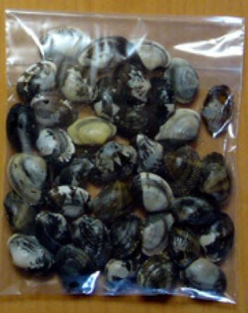 潮干狩りのコツ