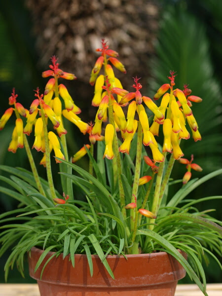 ラケナリア ラシュナリア の育て方 ヤサシイエンゲイ