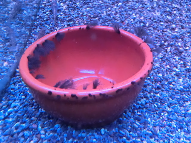 水槽のコケ取りをしてくれる生物たちをご紹介 熱帯魚 アクアリウム情報マガジン