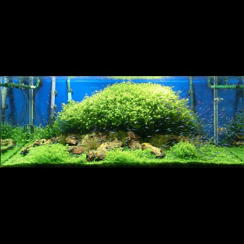 レイアウト水槽参考データ 13 1小平店 熱帯魚ショップトロピランド