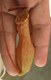 N. eustachya