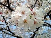 18+ Trend Masa Kini Sabre Et Fleur De Sakura