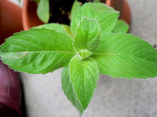 ハーブ ミント図鑑 Mentha File